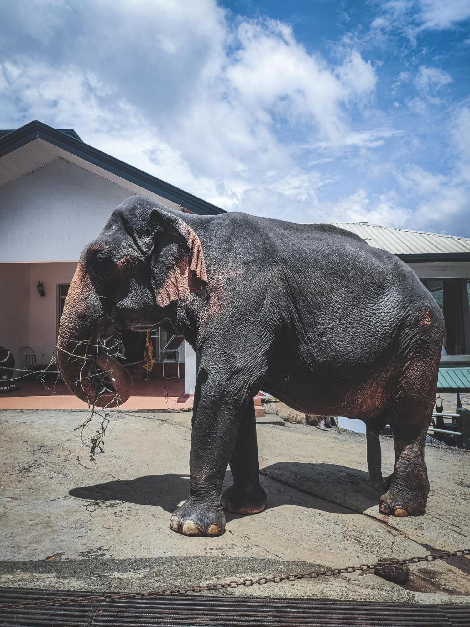 Hotel Elephant Park - New Deal! Half Off Airport Pickups Available Pinnawala (Kegalle) Exterior foto