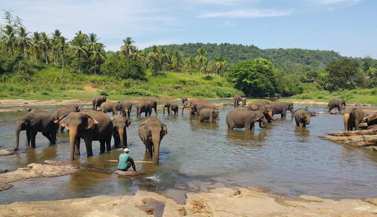 Hotel Elephant Park - New Deal! Half Off Airport Pickups Available Pinnawala (Kegalle) Exterior foto