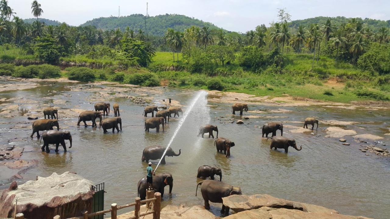 Hotel Elephant Park - New Deal! Half Off Airport Pickups Available Pinnawala (Kegalle) Exterior foto